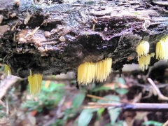 Physalacria sulphurea