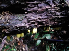 Physalacria sulphurea