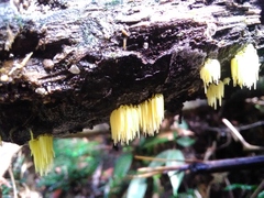 Physalacria sulphurea