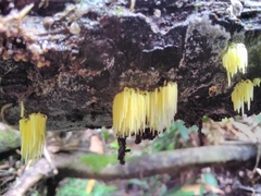 Physalacria sulphurea