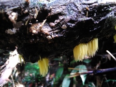 Physalacria sulphurea