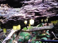 Physalacria sulphurea