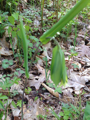 Uvularia perfoliata