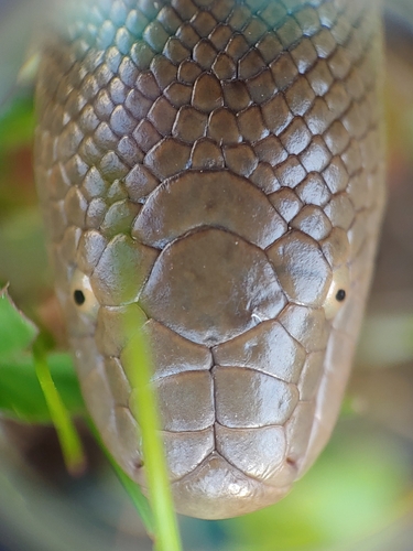 Northern Rubber Boa photographed in Washington