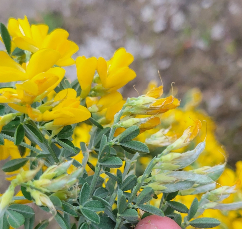 French broom