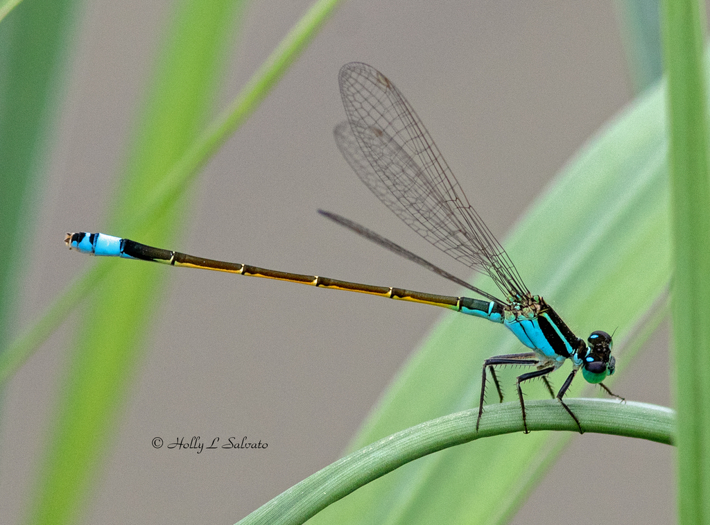 Rambur's Forktail from Cook's Slough Sanctuary Uvalde County, TX, USA
