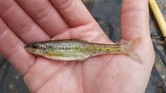Gravel Chub photo 5