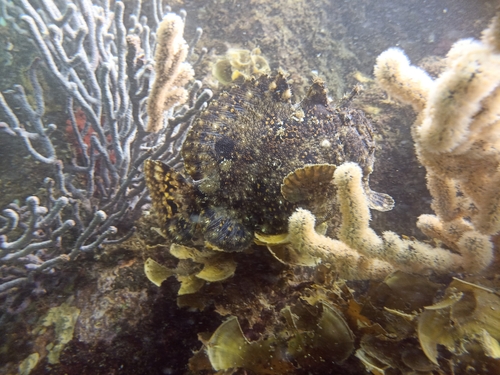Roughbar frogfish (Fowlerichthys avalonis) — Antennariidae — 4