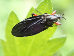 Bibio femoratus