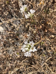 Allium lacunosum
