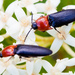 Red-collared Click Beetle - Photo (c) Ken-ichi Ueda, some rights reserved (CC BY), uploaded by Ken-ichi Ueda