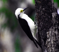 White Woodpecker photo 5
