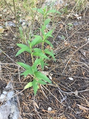 Wedelia acapulcensis