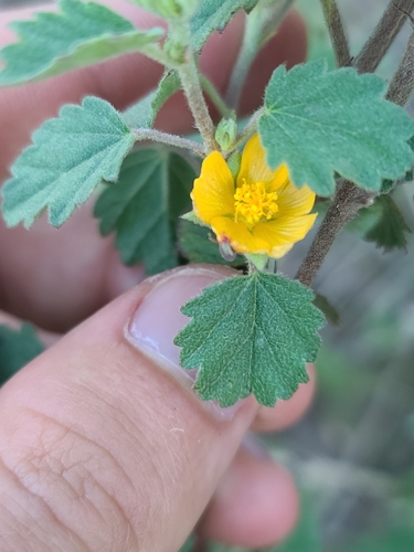 Image of Malvastrum bicuspidatum by no rights reserved