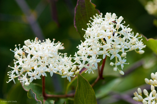 Gray dogwood (Cornus racemosa)