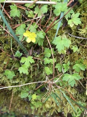 Ranunculus taisanensis