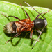 Ant-like Longhorn Beetle - Photo (c) Ken-ichi Ueda, some rights reserved (CC BY), uploaded by Ken-ichi Ueda