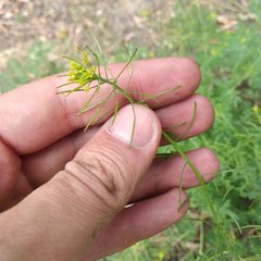 Descurainia virletii