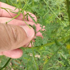 Descurainia virletii