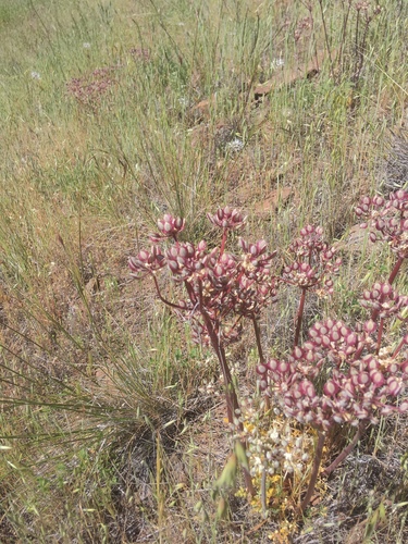 iNaturalist observation photo of Biscuitroots