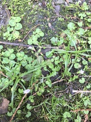 Mazus alpinus
