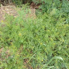 Descurainia virletii