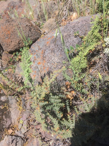 iNaturalist observation photo of bird's foot cliffbrake