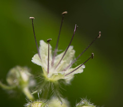 Hydrophyllum tenuipes