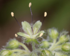 Hydrophyllum tenuipes