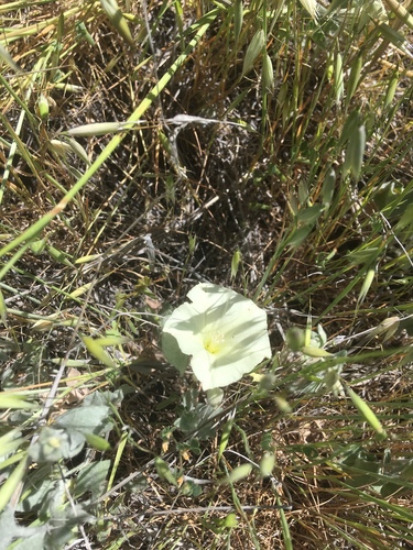 iNaturalist observation photo of Sierra False Bindweed