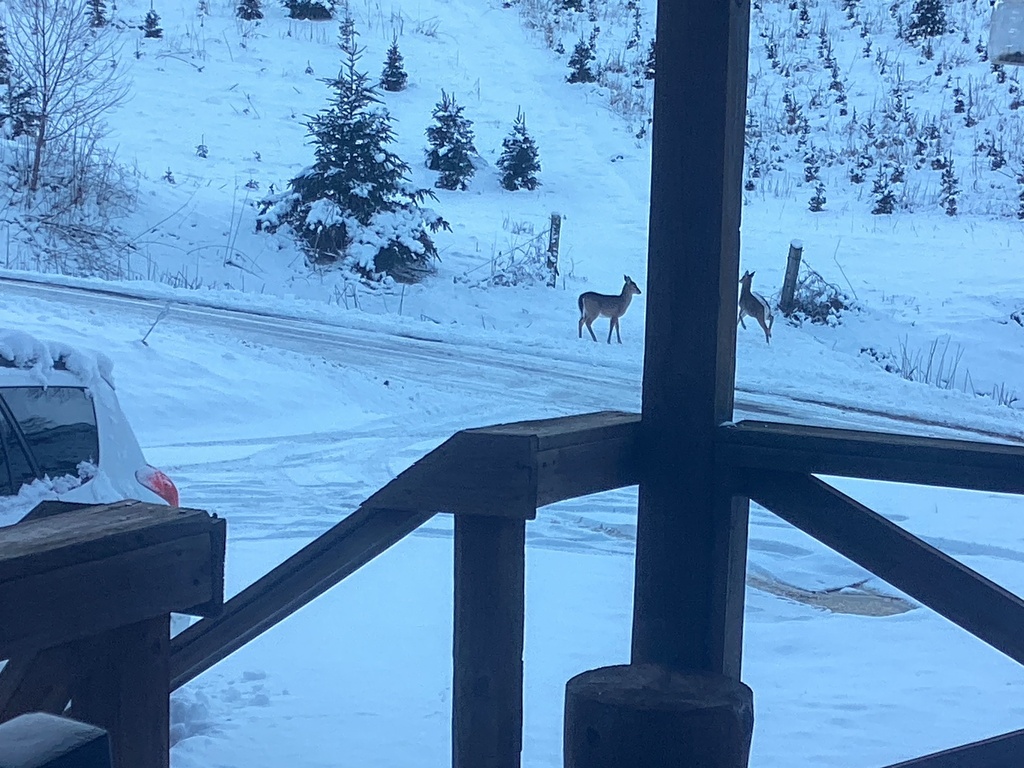 Whitetailed Deer from Cole Hallow Rd, Newland, NC, US on January 17