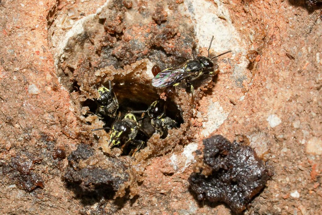 Meliponula lendiliana