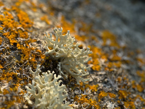 Oakmoss (Evernia prunastri)