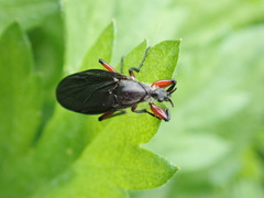 Bibio femoratus