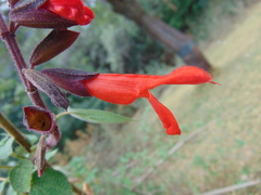 Salvia gesneriiflora