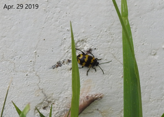 Gallerucida bifasciata