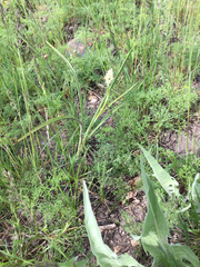 Toxicoscordion paniculatum