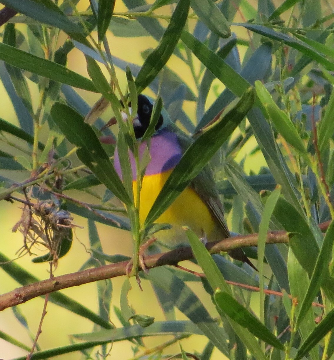 Gouldian Finch