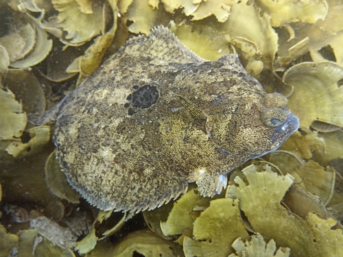 Ocellated turbot (Pleuronichthys ocellatus) — Pleuronectidae