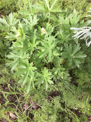 Geranium viscosissimum