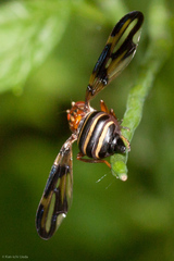 Idana marginata