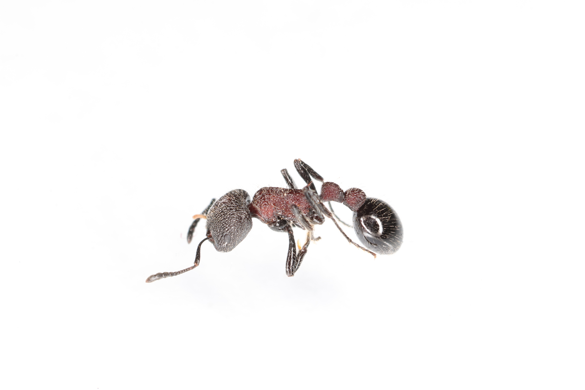 Austromorium hetericki