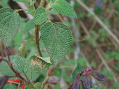 Salvia gesneriiflora