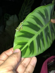 Pristimantis omeviridis