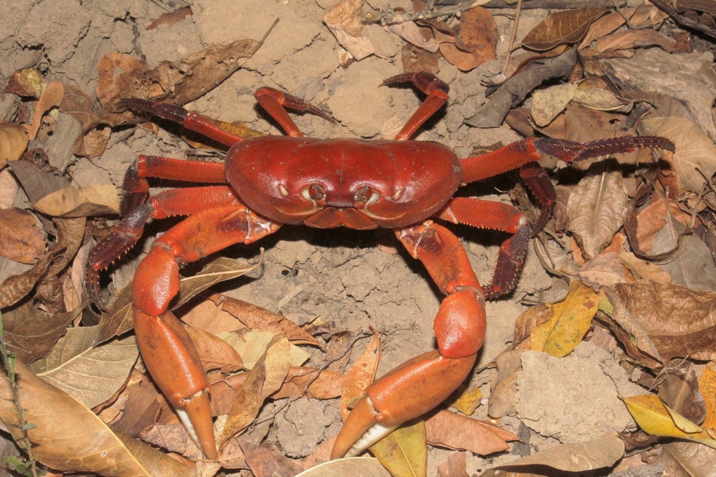 Clipperton Crab