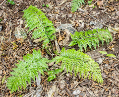 Asplenium × lucrosum
