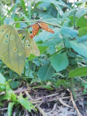 Protonymphidia senta