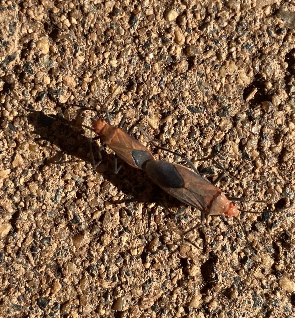 Leptocoris tagalicus from Yulara Dr, Yulara, NT, AU on April 18, 2024 ...