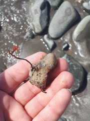 Halichondria panicea