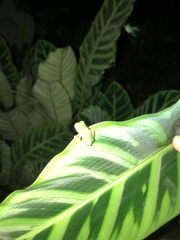 Pristimantis omeviridis